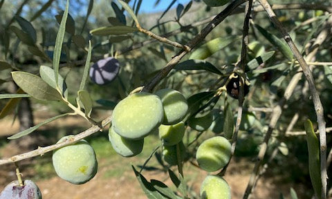 Exploring the Rich History of Manaki Olives