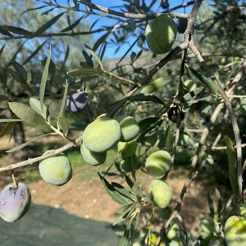 Exploring the Rich History of Manaki Olives